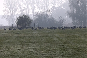 Grauwe-gans-20211103g14401A1A2600acrfb-De-Matjens~7.jpg