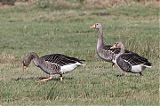 Grauwe-gans-20220207g14401A1A6213a-De-Matjens~5.jpg