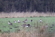 Grauwe-gans-20220301g14401A1A7380a-Strijbeekse-Heide~5.jpg