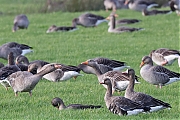 Filename=Grauwe-gans-20221102g14401A1A5962acrfb.jpg
Filesize=862KiB
Dimensions=1280x960
Date added=Nov 17, 2022 Grauwe-gans-20221102g14401A1A5962acrfb.jpg