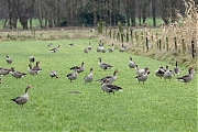 Grauwe-gans-20231215g14401A1A2667acrfb-Pannenhoef.jpg