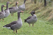 Grauwe-gans-20231215g14401A1A2698atcrfb-Pannenhoef.jpg