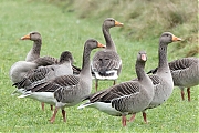 Grauwe-gans-20231215g14401A1A2706acrfb-Pannenhoef.jpg