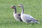 Grauwe-gans-20231228g14401A1A3518atcrfb-Rondgors.jpg