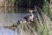 Grauwe-gans-20260522g14401A1A3463acrfb-Calfven.jpg