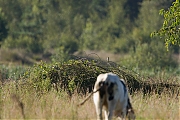 Grauwe-klauwier-20120810g800IMG_8593a.jpg