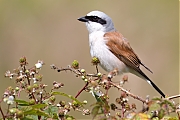 Grauwe-klauwier-20240617g14401A1A0833atcrfb-Regte-Heide.jpg
