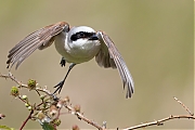 Grauwe-klauwier-20240617g14401A1A0835atcrfb-Regte-Heide.jpg