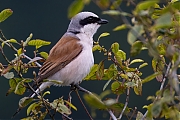 Grauwe-klauwier-20240620g14401A1A1062atcrfb-Regte-Heide.jpg
