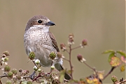 Grauwe-klauwier-20240620g14401A1A1235atcrfb-Regte-Heide.jpg