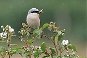 Grauwe-klauwier-20250605g14401A1A9805atcrfb-Rondgors.jpg