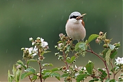 Grauwe-klauwier-20250605g14401A1A9824atcrfb-Rondgors.jpg