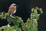 Grauwe-klauwier-20250605g14401A1A9885atcrfb-Rondgors.jpg