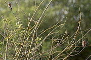 Grauwe-klauwier-20260529g14401A1A3876avghcrfb-Maatjes.jpg