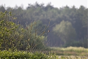 Grauwe-klauwier-20260529g14401A1A3886avcrfb-Maatjes.jpg