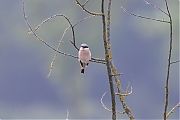 Grauwe-klauwier-20260529g14401A1A3934advghcrfb-Maatjes.jpg