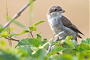 Grauwe-klauwier-20260806g14401A1A5884bvcrfb-Bleke-Heide.jpg