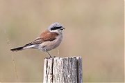 Grauwe-klauwier-20260806g14401A1A5940avghcrfb-Bleke-Heide.jpg