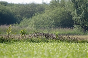 Grauwe-klawier-20120526g800IMG_5944a.jpg