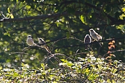 Grauwe-klawier-20120810g800IMG_8615a.jpg