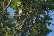 Grauwe-vliegenvanger-20100524P1130562ga.jpg