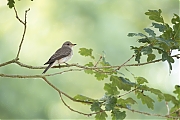 Grauwe-vliegenvanger-20250613g14401A1A0812oavtcrfb-Pannenhoef.jpg