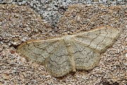 Grijze-stipspanner-Idaea-aversata-20140608g800IMG_4729a.jpg