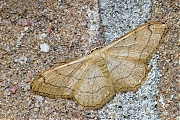 Filename=Grijze-stipspanner-Idaea-aversata-20140608g800IMG_4773b.jpg
Filesize=575KiB
Dimensions=800x600
Date added=Jun 15, 2014 Grijze-stipspanner-Idaea-aversata-20140608g800IMG_4773b.jpg