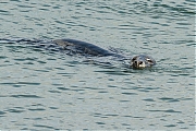 Grijze-zeehond-20120519g800IMG_5480a.jpg