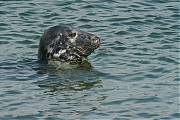 Grijze-zeehond-20120519g800IMG_5483a.jpg