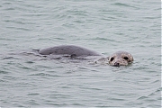 Filename=Grijze-zeehond-20140125g8007X1A0499a.jpg
Filesize=307KiB
Dimensions=800x600
Date added=Jan 25, 2014 Grijze-zeehond-20140125g8007X1A0499a.jpg