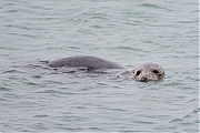 Grijze-zeehond-20140125g8007X1A0499a.jpg