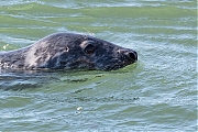 Grijze-zeehond-20200528g1280YSXX7937a.jpg