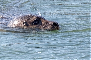 Grijze-zeehond-20200528g1280YSXX7939a.jpg