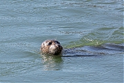 Grijze_zeehond-20200528g1280YSXX7942a.jpg