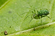 Groen-kaardertje-20121023g800IMG_1956g~0.jpg