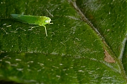 Groene-dwergcicade-20120928g800IMG_1008a.jpg