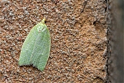 Filename=Groene-eikenbladroller-20150620g1280IMG_0318a.jpg
Filesize=1129KiB
Dimensions=1280x960
Date added=Jun 27, 2015 Groene-eikenbladroller-20150620g1280IMG_0318a.jpg