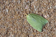 Groene-eikenbladroller-Tortrix-viridana-20140608g800IMG_4696a.jpg