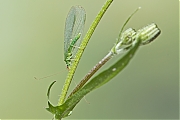 Groene-gaasvlieg-Chrysoperia-carnes-20130810g800IMG_8918a.jpg