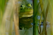 Groene-kikker-20090601P1050581a.jpg