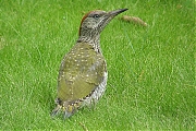 Filename=Groene-specht-20070724-qn.jpg
Filesize=911KiB
Dimensions=1280x854
Date added=Oct 02, 2017 Groene-specht-20070724-qn.jpg