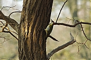 Filename=Groene-specht-20120315g800IMG_2630b.jpg
Filesize=363KiB
Dimensions=800x533
Date added=Mar 15, 2012 Groene-specht-20120315g800IMG_2630b.jpg