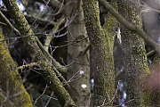Filename=Groene-specht-20150307g12807X1A2828a.jpg
Filesize=881KiB
Dimensions=1280x960
Date added=Mar 09, 2015 Groene-specht-20150307g12807X1A2828a.jpg