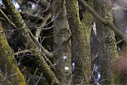 Groene-specht-20150307g12807X1A2828a.jpg