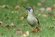 Filename=Groene-specht-20171001g1280YSXX9479a.jpg
Filesize=730KiB
Dimensions=1280x960
Date added=Oct 05, 2017 Groene-specht-20171001g1280YSXX9479a.jpg