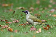 Filename=Groene-specht-20171001g1280YSXX9480a.jpg
Filesize=721KiB
Dimensions=1280x960
Date added=Oct 05, 2017 Groene-specht-20171001g1280YSXX9480a.jpg