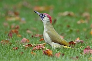 Filename=Groene-specht-20171001g1280YSXX9482a.jpg
Filesize=791KiB
Dimensions=1280x960
Date added=Oct 05, 2017 Groene-specht-20171001g1280YSXX9482a.jpg