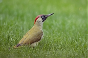 Filename=Groene-specht-20171001g1280YSXX9484a.jpg
Filesize=659KiB
Dimensions=1280x960
Date added=Oct 05, 2017 Groene-specht-20171001g1280YSXX9484a.jpg