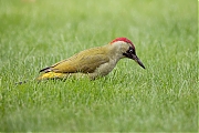 Filename=Groene-specht-20171001g1280YSXX9494a.jpg
Filesize=679KiB
Dimensions=1280x960
Date added=Oct 05, 2017 Groene-specht-20171001g1280YSXX9494a.jpg